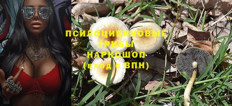 hydra маркетплейс  Вышний Волочёк  Галлюциногенные грибы Cubensis 